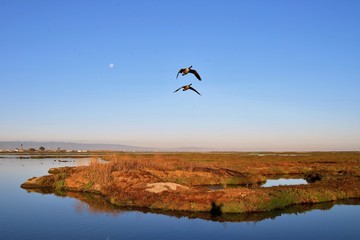 bird in flight