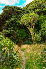 View of New Zealand cabbage tree