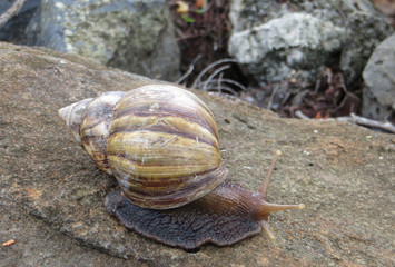 snail on a white stone overgrown with moss