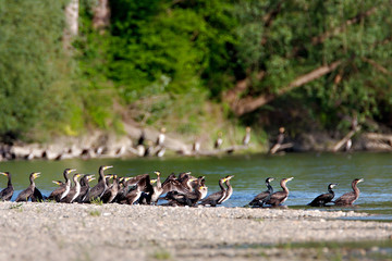 The great cormorant on the Drava River