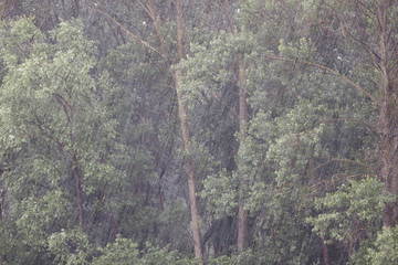 Heavy downpour on the Drava River