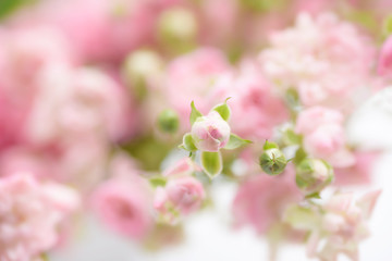 Beautiful pink roses flower blossom for background