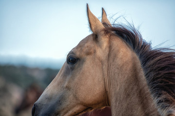 Buckskin Horse