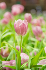 pink tulips in the garden