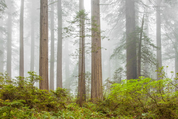 Morning mist in Redwood National Park