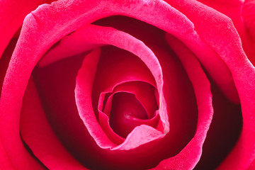Naklejka premium close up red rose petals soft lens on white background