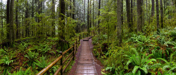 Lynn Canyon Park, North Vancouver, British Columbia, Canada. Panoramic View of a Beautiful Wooden Path in the Rainforest during a wet and rainy day.
