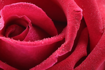 close up red rose with water drops on soft lens