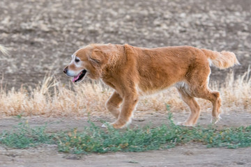 old senior golden retriever dog running