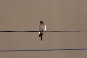 Bird on wire