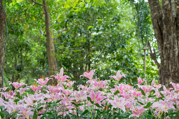 pink flowers in the garden