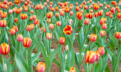 Tulips in the garden,Nature concept background.