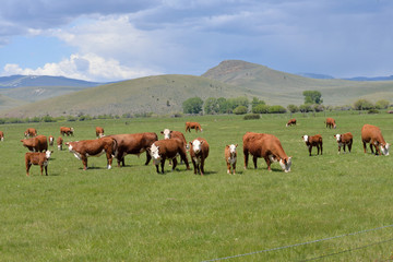 Fototapeta na wymiar Polled Herefords in a summer pasture, with hills and a clouded sky.