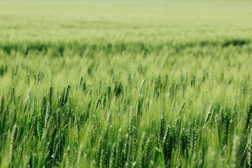 Green field with ripe ears of corn. Summer time. Actual for the theme of farming and agribusiness. Defocus.