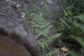 close up of leaves and grass