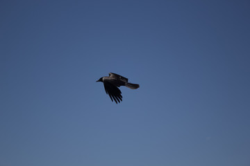 crow in flight