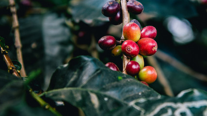 Arabicas Coffee Tree on Coffee tree at Doi Chaang in Thailand, Coffee bean Single origin words class specialty.vintage nature background