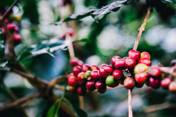 Arabicas Coffee Tree on Coffee tree at Doi Chaang in Thailand, Coffee bean Single origin words class specialty.vintage nature background
