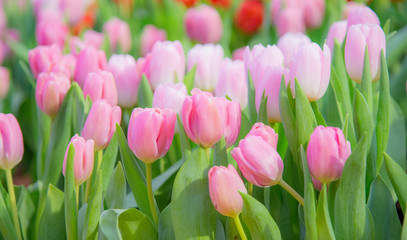 pink tulips in the garden