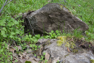 close up of leaves and grass