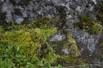 close up of moss 