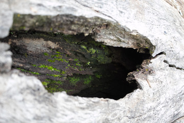 close up of moss 