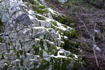 forest in winter