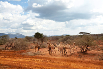 African landscapes