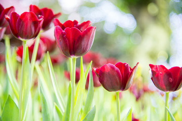 Tulips flower in the garden,Nature concept spring season and summer season background