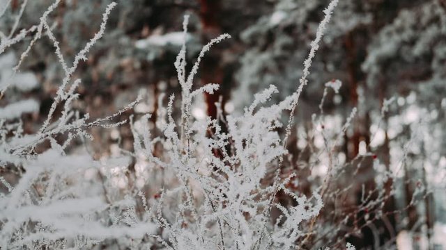 White fluffy snow falls in the forest. Festive mood. Coniferous trees are covered with snow. Branches in the snow. Big drifts around. Winter fairy tale 