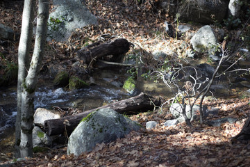 stream in forest