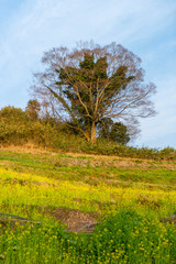 菜の花が咲き乱れる丘の樹木