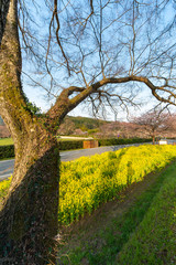 桜の巨木と菜の花畑と道路