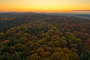 Fototapeta premium Aerial drone shot of pine tree forests and heathland in Luneberg Heide in Germany during sunset hour