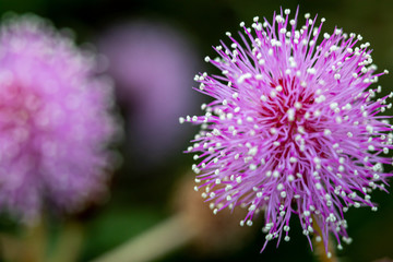 Closeup The flowers of Mimosa pudica
