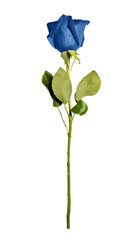 Single classic blue rose isolated on white background