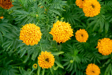 close up of yellow marigolds