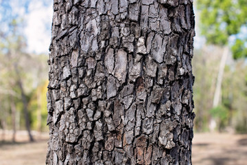 tree bark pattern and texture, grey and black tones, tessellated tiled cobblestone appearance, background