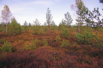 Wrzosowiska na torfowiskach Puścizna Rękowiańska