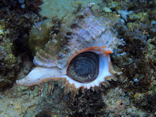 The amazing and mysterious underwater world of Indonesia, North Sulawesi, Manado, murex