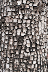 close up tree bark pattern and texture, grey and black tones, tessellated tiled cobblestone appearance, background