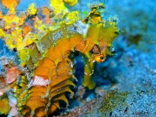 The amazing and mysterious underwater world of Indonesia, North Sulawesi, Manado, seahorse