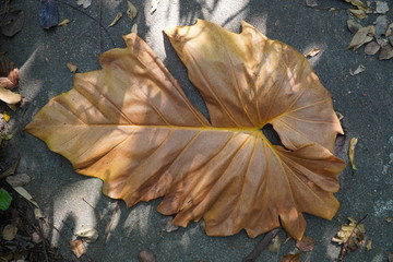 Big leaves dry on the ground