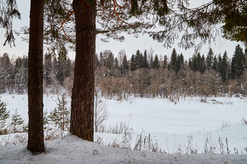 Trees in a winter forest and snow arround