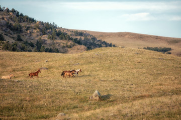Fototapeta na wymiar Ranch Horses