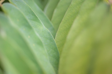 leaves herbal background