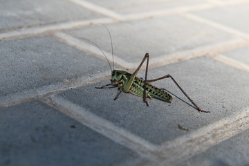 green grasshopper close up in the city