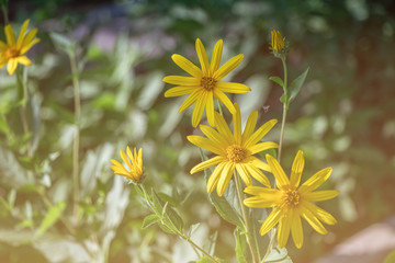 Selective focus The Jerusalem artichoke flower. (Helianthus tuberosus)Also called Sunroot, Sunchoke, or Earth apple.