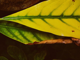 yellow leaf on green background