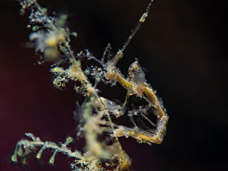 Skeleton Shrimp, Widderkrebschen (Caprellidae)